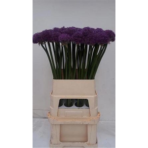Allium Gladiator
