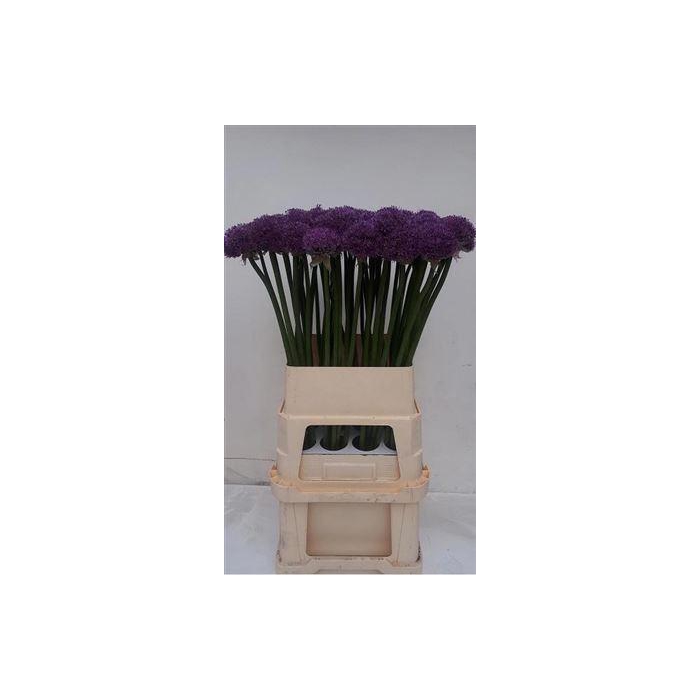 <h4>Allium Gladiator</h4>