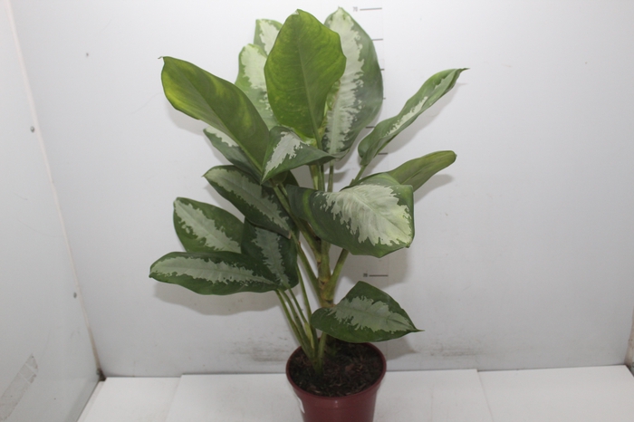 <h4>AGLAONEMA PATAYA P17</h4>