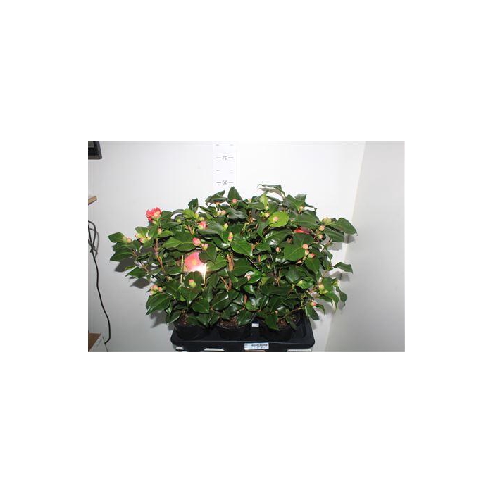 <h4>Came J Dr King</h4>