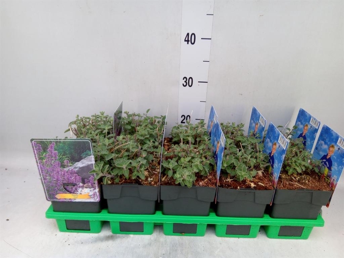 <h4>Nepeta   ...</h4>