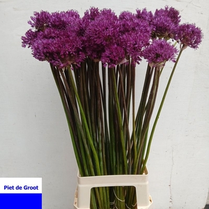 ALLIUM AFL PURPER SE#