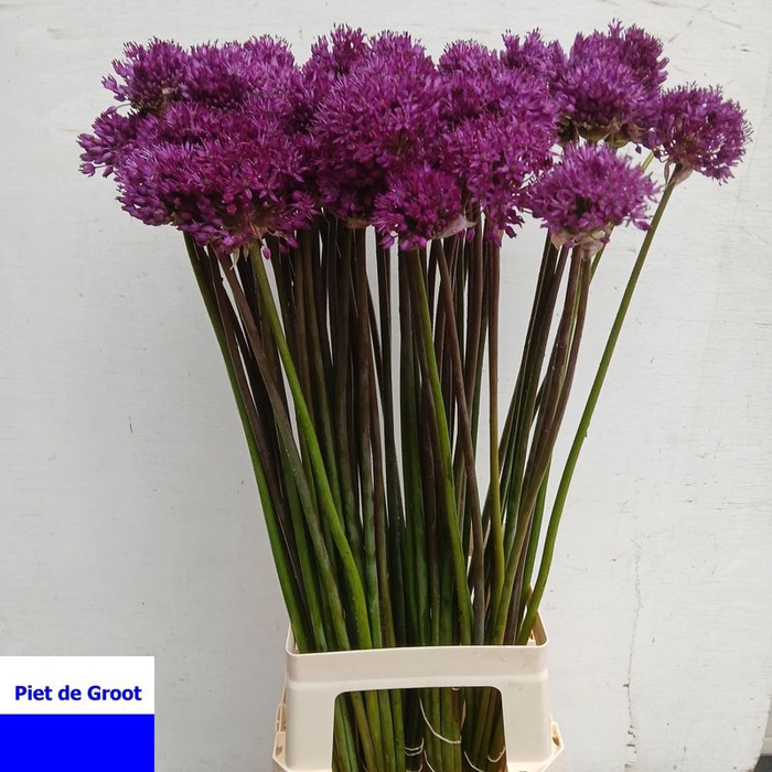 <h4>ALLIUM AFL PURPER SE#</h4>