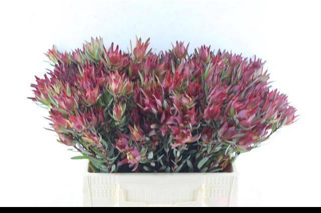 <h4>LEUCAD SAL BLUSH</h4>