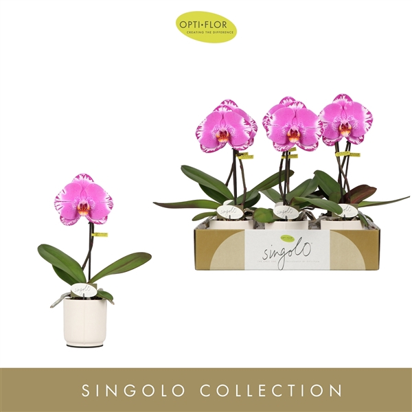 <h4>Singolo Victorio in Lazio White</h4>