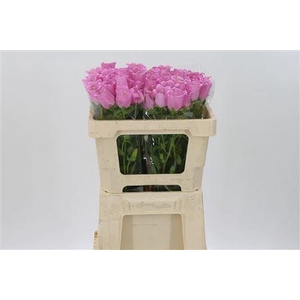 Camp M Champion Pink