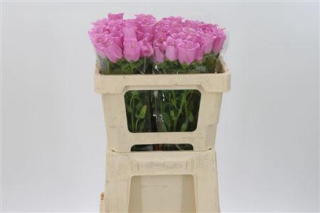 <h4>Camp M Champion Pink</h4>