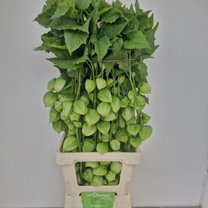 PHYSALIS LAMPION TAK