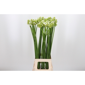 Ornithogalum Saundersiae
