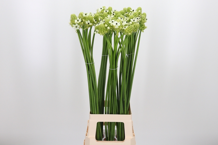 <h4>Ornithogalum Saundersiae</h4>