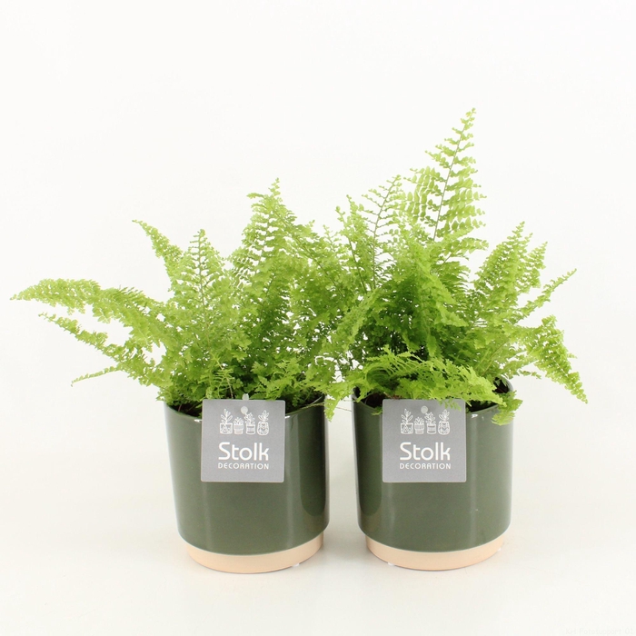 <h4>Varens in Julia keramiek</h4>