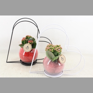 arr2 PL - Hart frame glas bol - roze/rood
