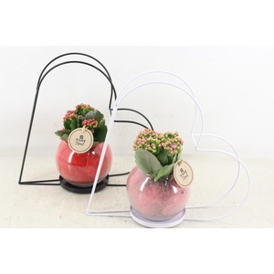 arr2 PL - Hart frame glas bol - roze/rood