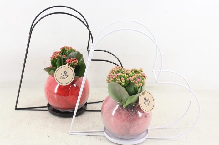 <h4>arr2 PL - Hart frame glas bol - roze/rood</h4>