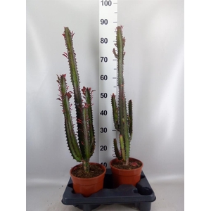 Euphorbia trigona 'Rubra'