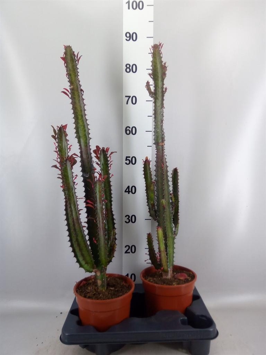 <h4>Euphorbia trigona 'Rubra'</h4>