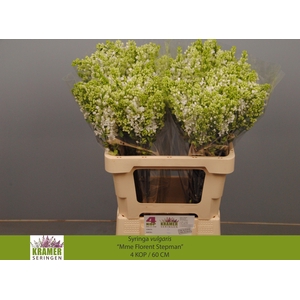 SYR V MME FL STEPMAN