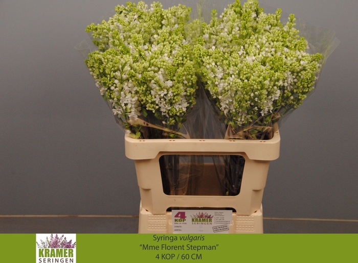 <h4>SYR V MME FL STEPMAN</h4>