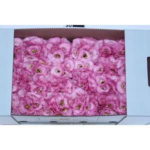 LISIANTHUS FLOR ROSA