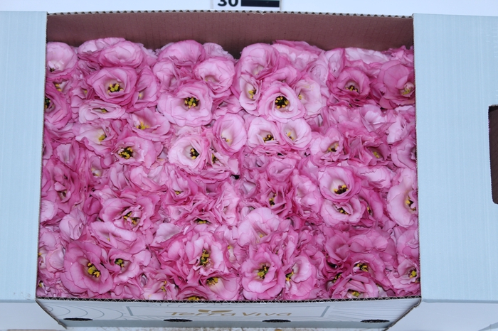LISIANTHUS FLOR ROSA