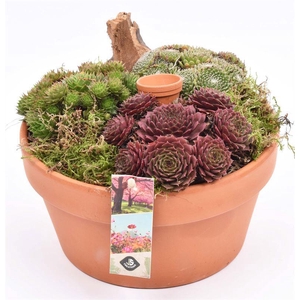 Terra schaal met rand 20cm