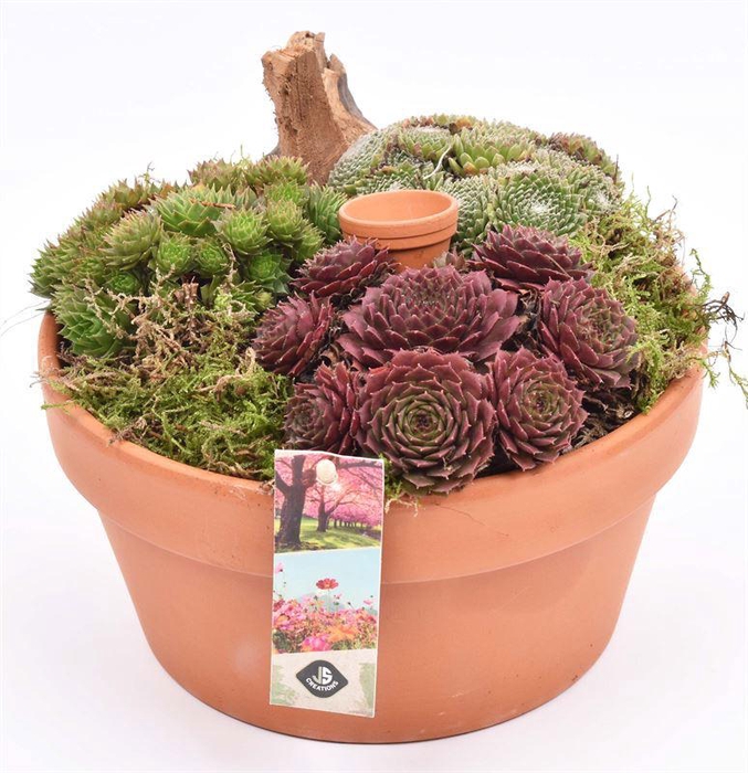 <h4>Terra schaal met rand 20cm</h4>