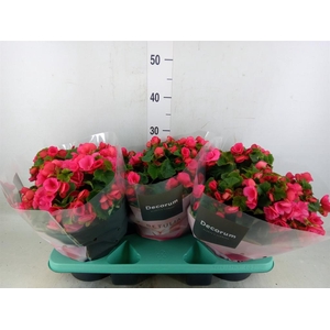 Begonia elat. EN 'Betulia Pink'
