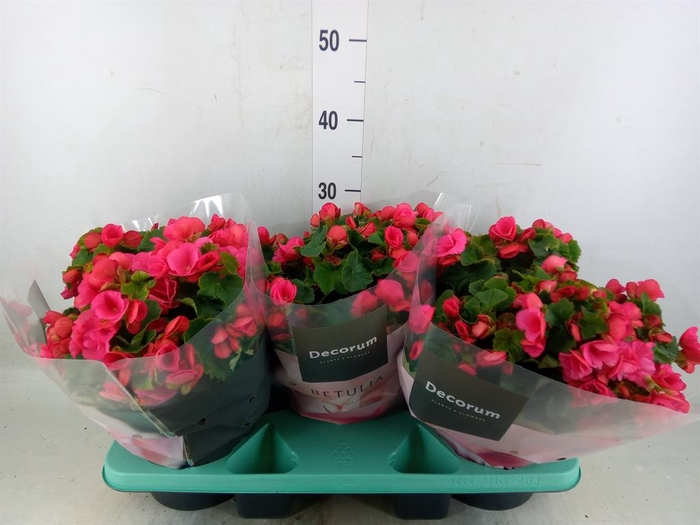 <h4>Begonia elat. EN 'Betulia Pink'</h4>