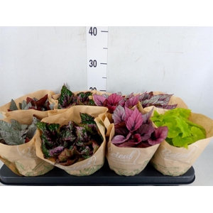 Begonia BD 'Beleaf'   ...mix