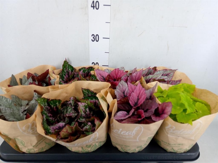 <h4>Begonia BD 'Beleaf'   ...mix</h4>