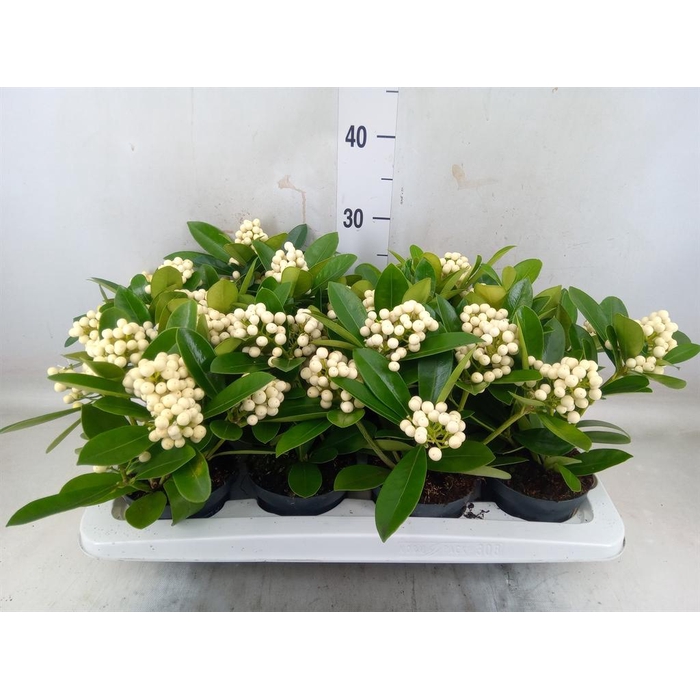 <h4>Skimmia jap. 'OBerries White'</h4>