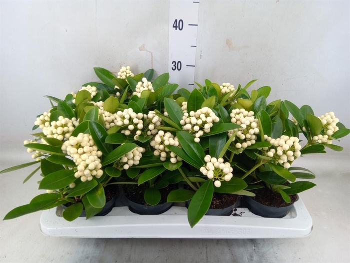 <h4>Skimmia jap. 'OBerries White'</h4>