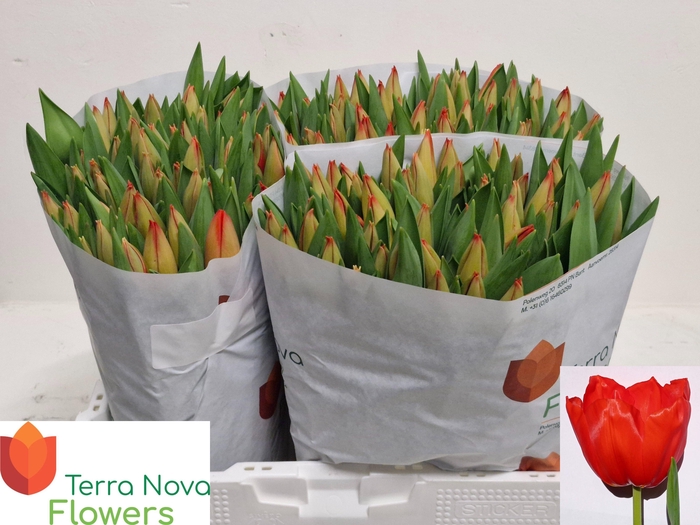 <h4>TU EN LALIBELA</h4>