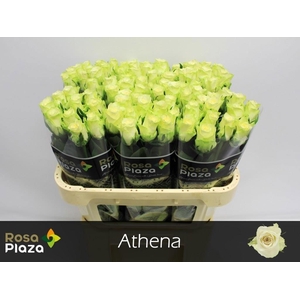 R GR ATHENA