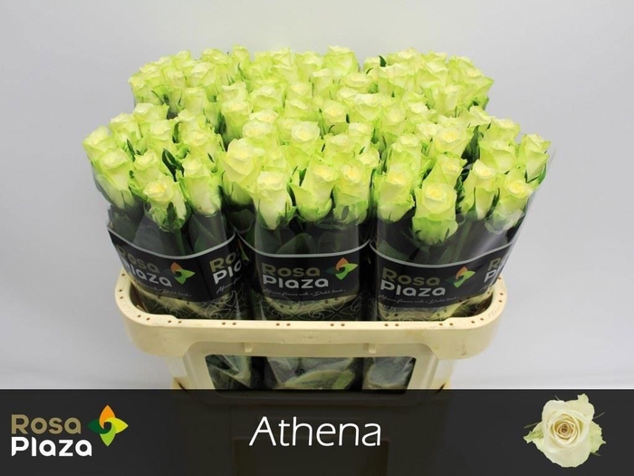 <h4>R GR ATHENA</h4>