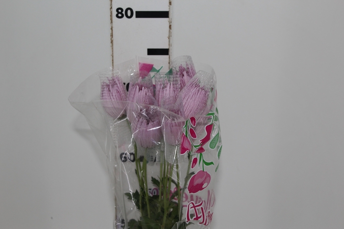 <h4>ANASTASIA CIPRIA 080 CM LILAS</h4>