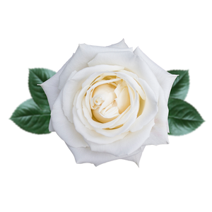 ROSA GR 'PLAYA BLANCA'
