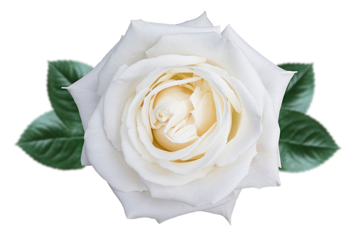 <h4>ROSA GR 'PLAYA BLANCA'</h4>