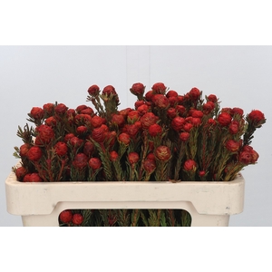 Kaaps Groen Tortum Red