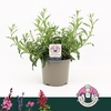 GAUR LI GEYSER WHITE