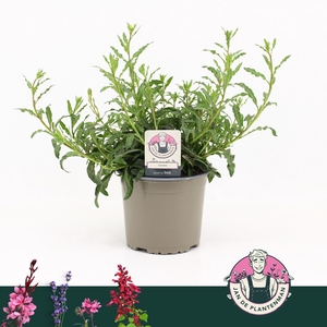 GAUR LI GEYSER WHITE