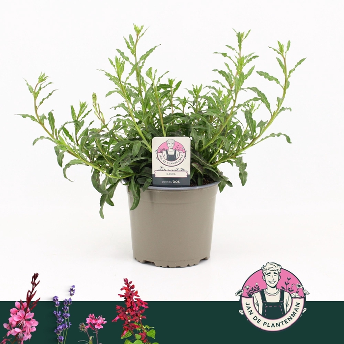 <h4>GAUR LI GEYSER WHITE</h4>