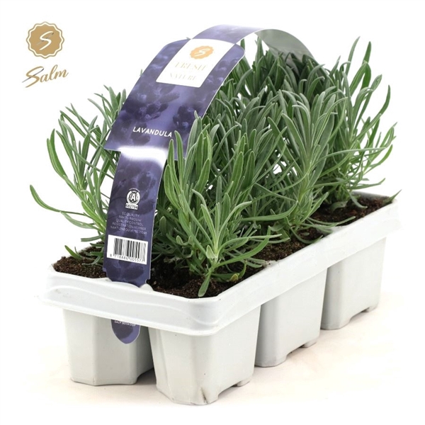 <h4>Lavandula 6-Pack</h4>