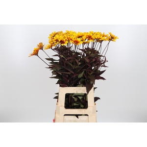 Heliop Spar Contrast