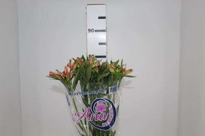 <h4>ALSTROEMERIA MOTION 080 CM LARANJA</h4>