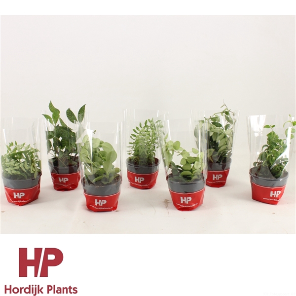 <h4>Aeschynanthus Mix 12cm</h4>