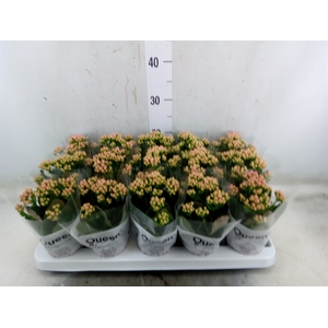 Kalanchoe  'MoreFlow Lillian'