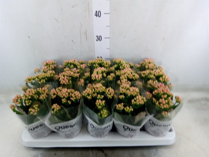 <h4>Kalanchoe  'MoreFlow Lillian'</h4>