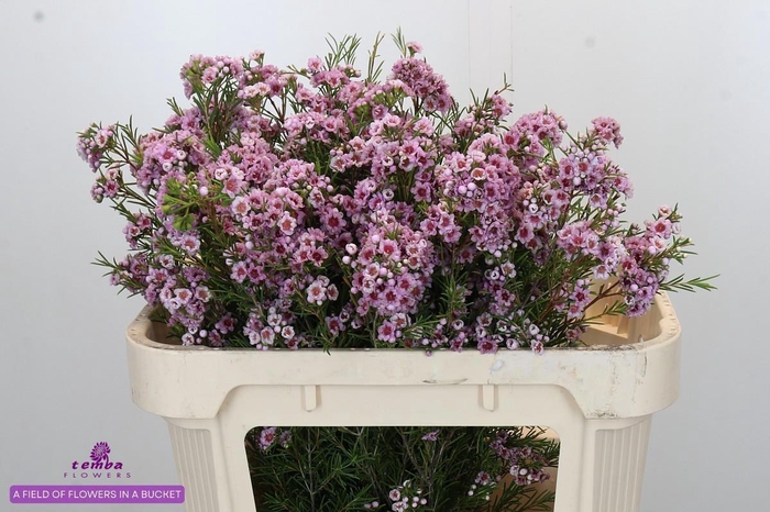 <h4>CHAME GISELLE</h4>