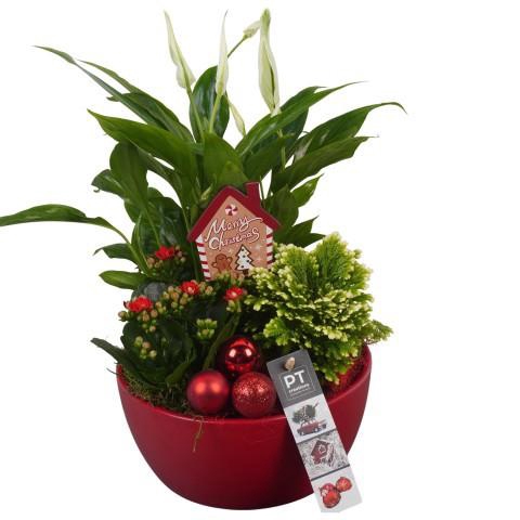 <h4>PTCHR7234 Arrangement Christmas Red in keramiek schaal</h4>